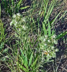 Oreocarya thyrsiflora