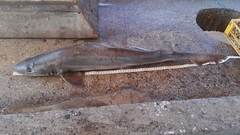 Mustelus mento