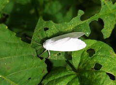 Pygarctia roseicapitis