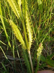 Pedicularis lanceolata