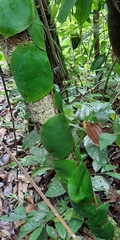 Monstera tuberculata