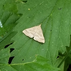 Hypena atomaria