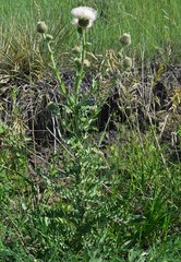Cirsium canescens