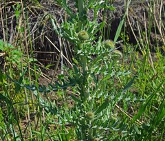 Cirsium canescens