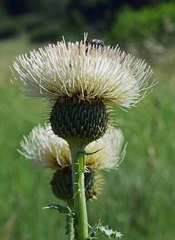 Cirsium canescens