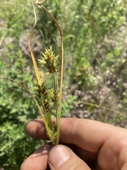 Cyperus schweinitzii