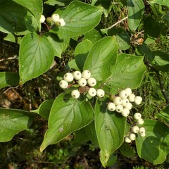 Cornus drummondii