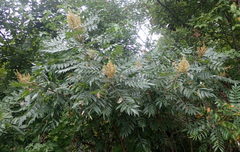 Rhus copallina image