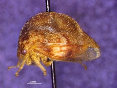 Cyrtolobus fuliginosus