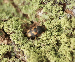 Litargus