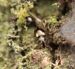 Salpingidae