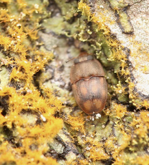 Propalticus