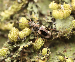 Salpingidae