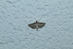 Marasmia cochrusalis