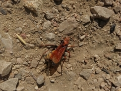 Cryptocheilus annulatus