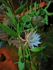Epiphyllum