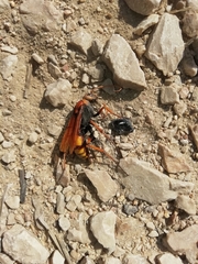 Cryptocheilus annulatus