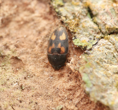 Litargus