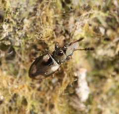 Salpingidae