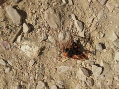 Cryptocheilus annulatus