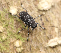 Cedus guttatus