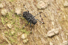 Cedus guttatus