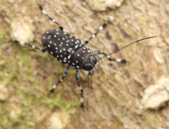 Cedus guttatus