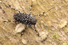 Cedus guttatus