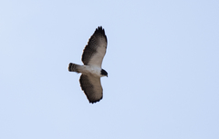 Buteo brachyurus
