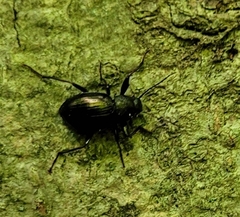 Meracantha contracta