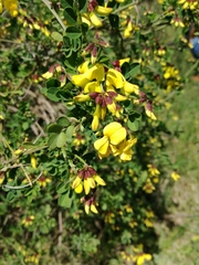 Hippocrepis
