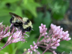 Bombus citrinus