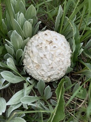 Calbovista subsculpta