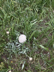 Calbovista subsculpta