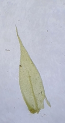 Sciuro-hypnum plumosum