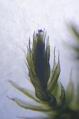 Sciuro-hypnum plumosum