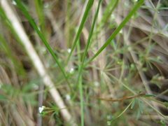 Galium labradoricum