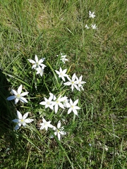 Ornithogalum umbellatum