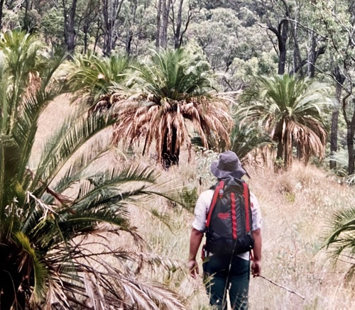 Macrozamia moorei, photograph 2