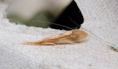 Triaenodes marginatus