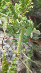Caiophora cernua