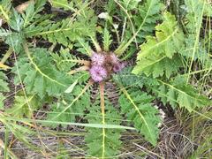 Platycarpha glomerata