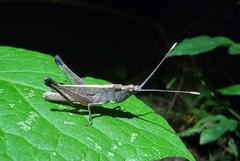 Phlaeoba angustidorsis