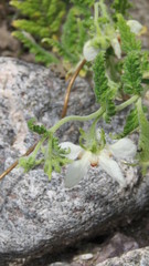 Caiophora cernua