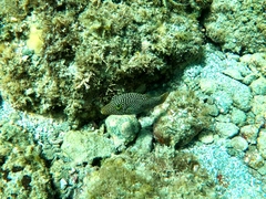 Canthigaster punctatissima