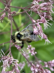 Bombus citrinus