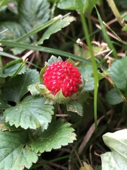 Potentilla indica