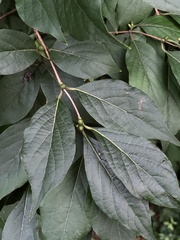 Lonicera maackii