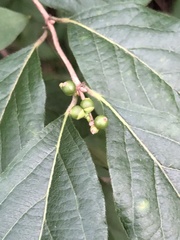 Lonicera maackii