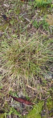 Lomandra densiflora